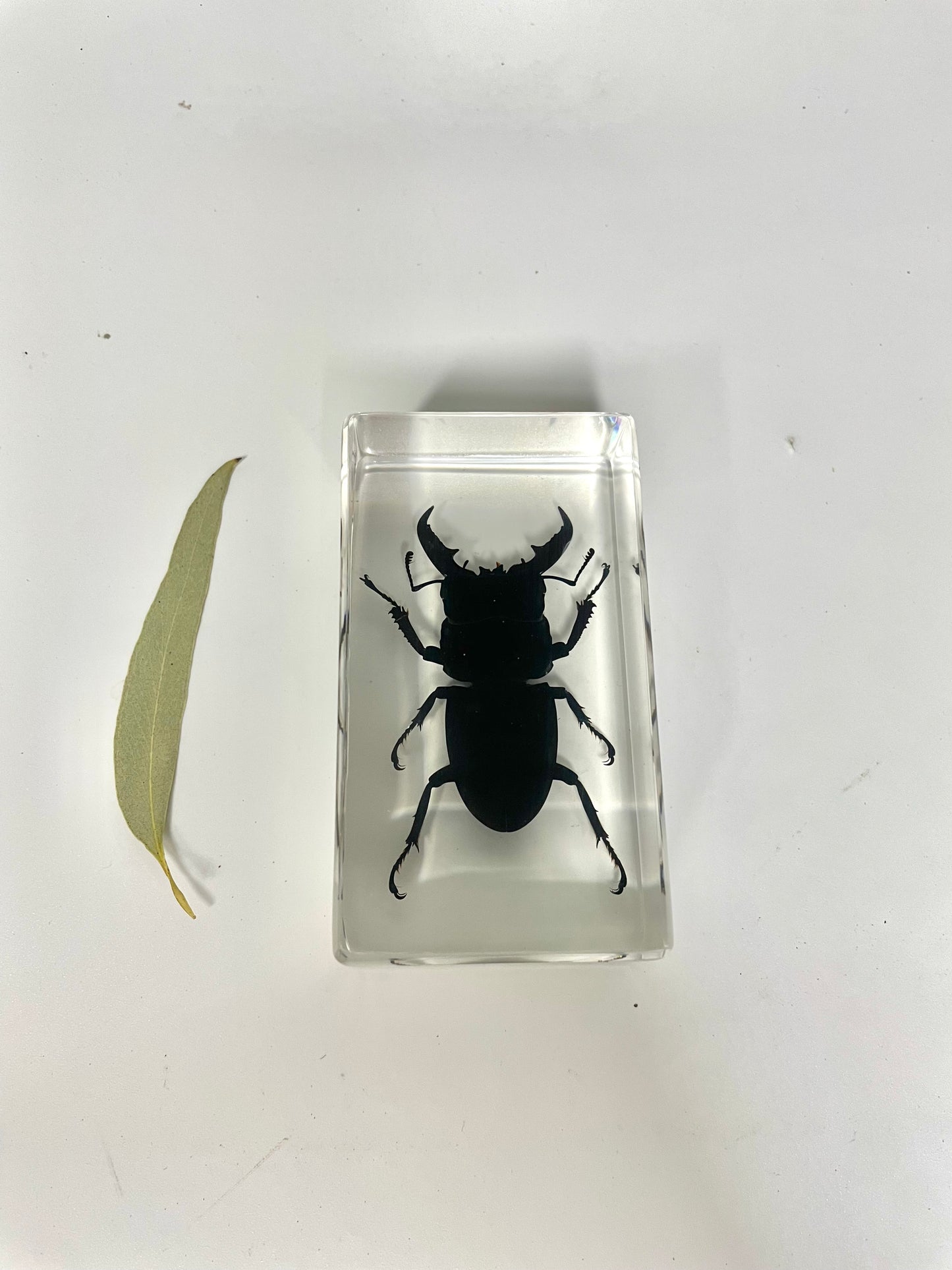 Large Resin Animals Insect Specimens For Children Real Animals! Montessori Kids Educational Materials - HAPPY GUMNUT