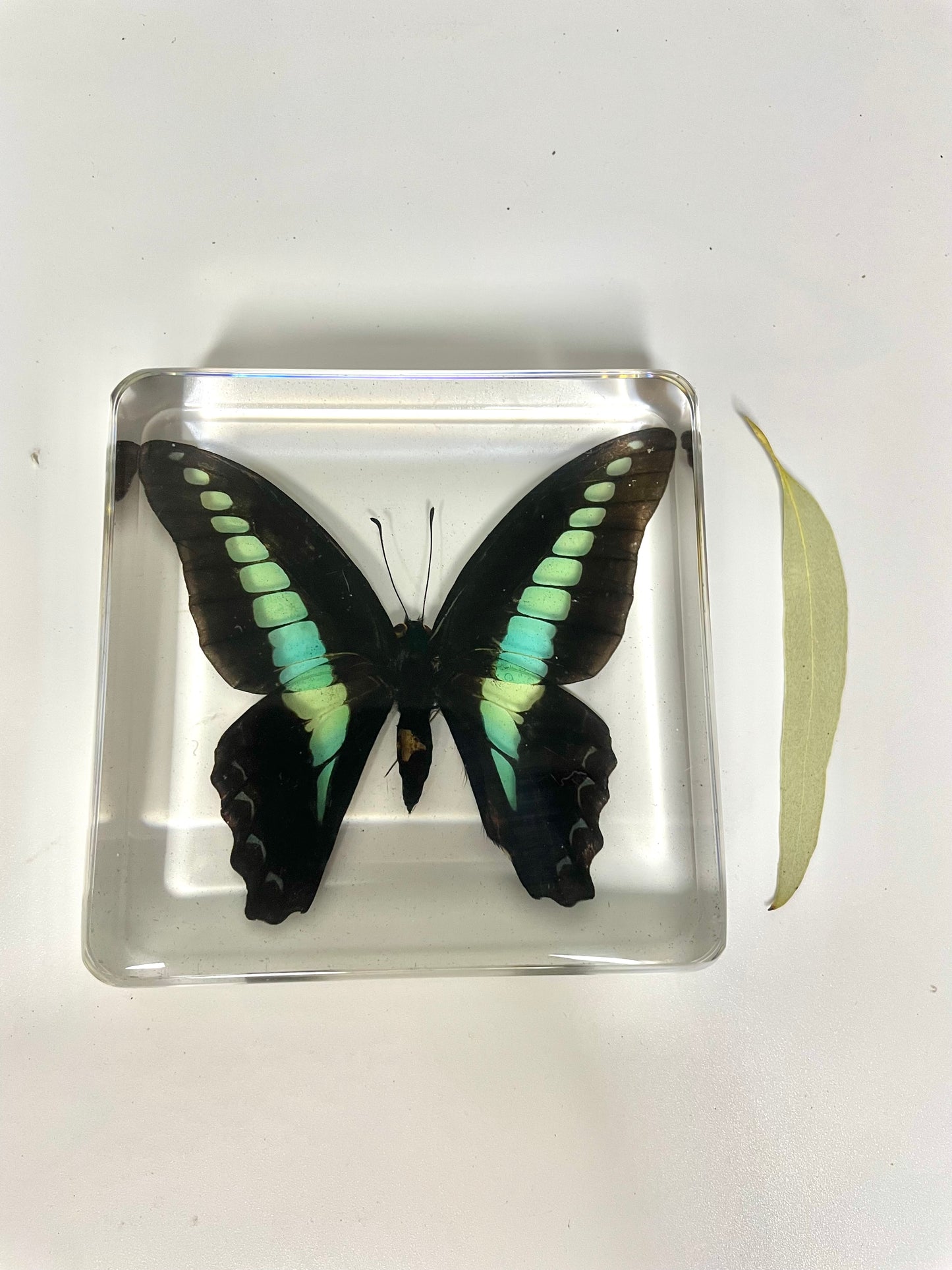 Large Resin Animals Insect Specimens For Children Real Animals! Montessori Kids Educational Materials - HAPPY GUMNUT