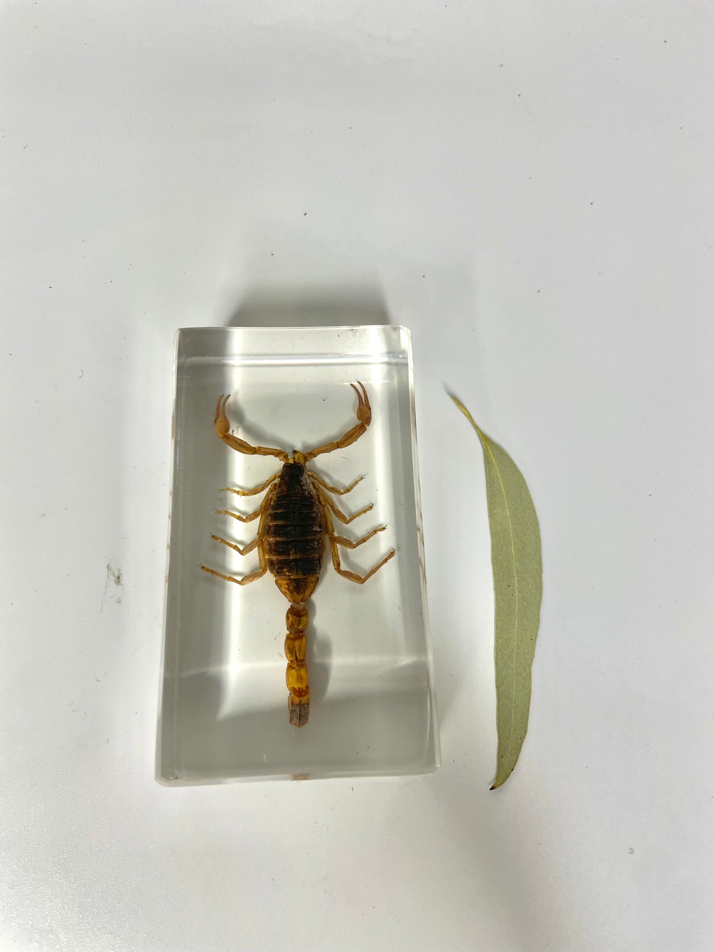 Large Resin Animals Insect Specimens For Children Real Animals! Montessori Kids Educational Materials - HAPPY GUMNUT