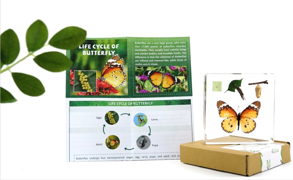 Butterfly Frog Plant Life Cycle Resin Epoxy Specimens Blocks for Kindergarten Stages of Seedling - HAPPY GUMNUT