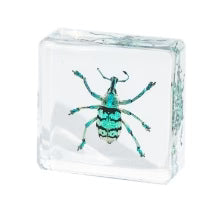 12 Real Bugs Insects Resin Blocks Animal Specimens Epoxy Butterfly Bee Spider Gift Set Collection Customize your 12!