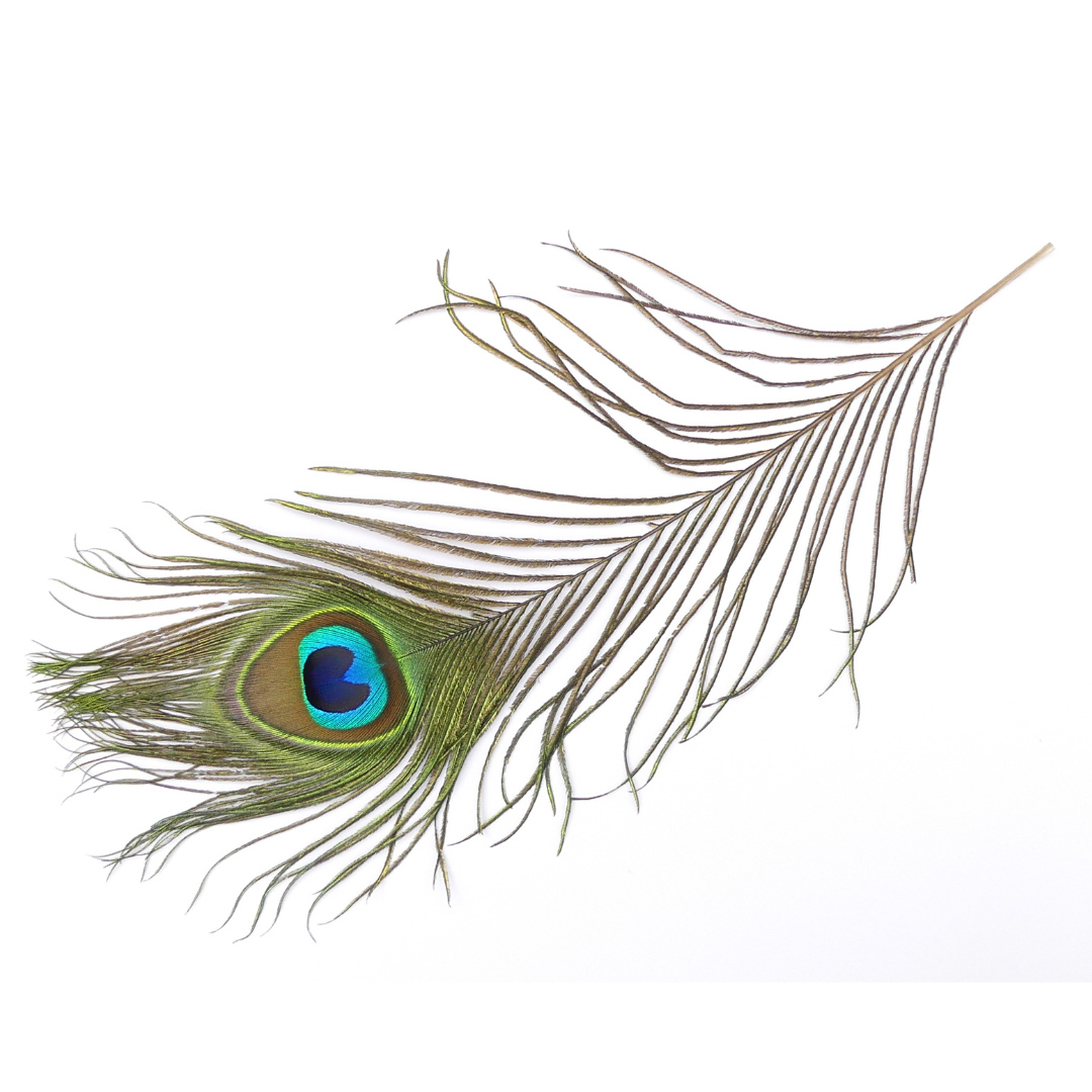 Large Natural Peacock Tail Eye Feathers 20-35cm Pack of 5