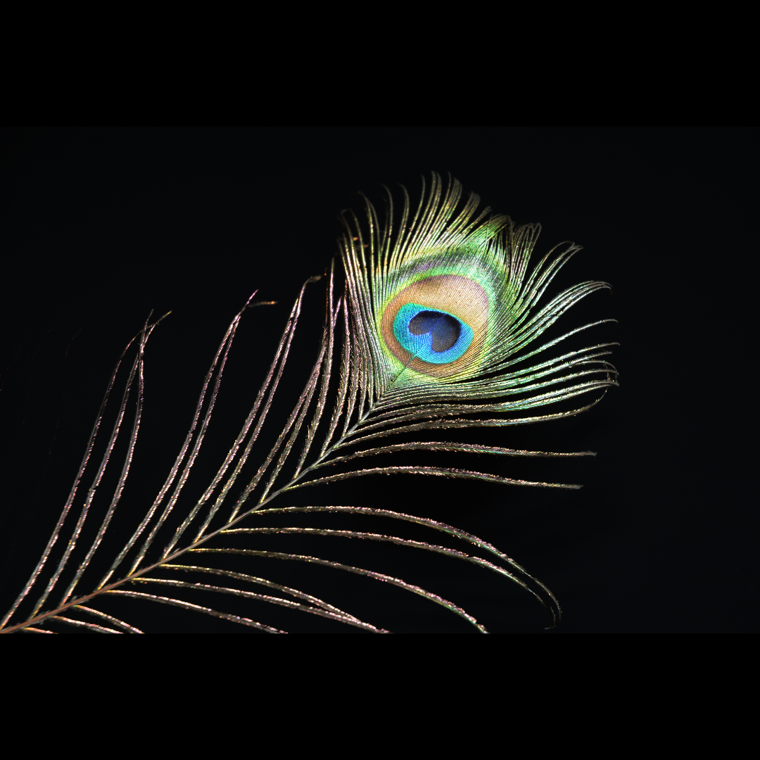 5 Large Natural Peacock Tail Eye Feathers 20-35cm