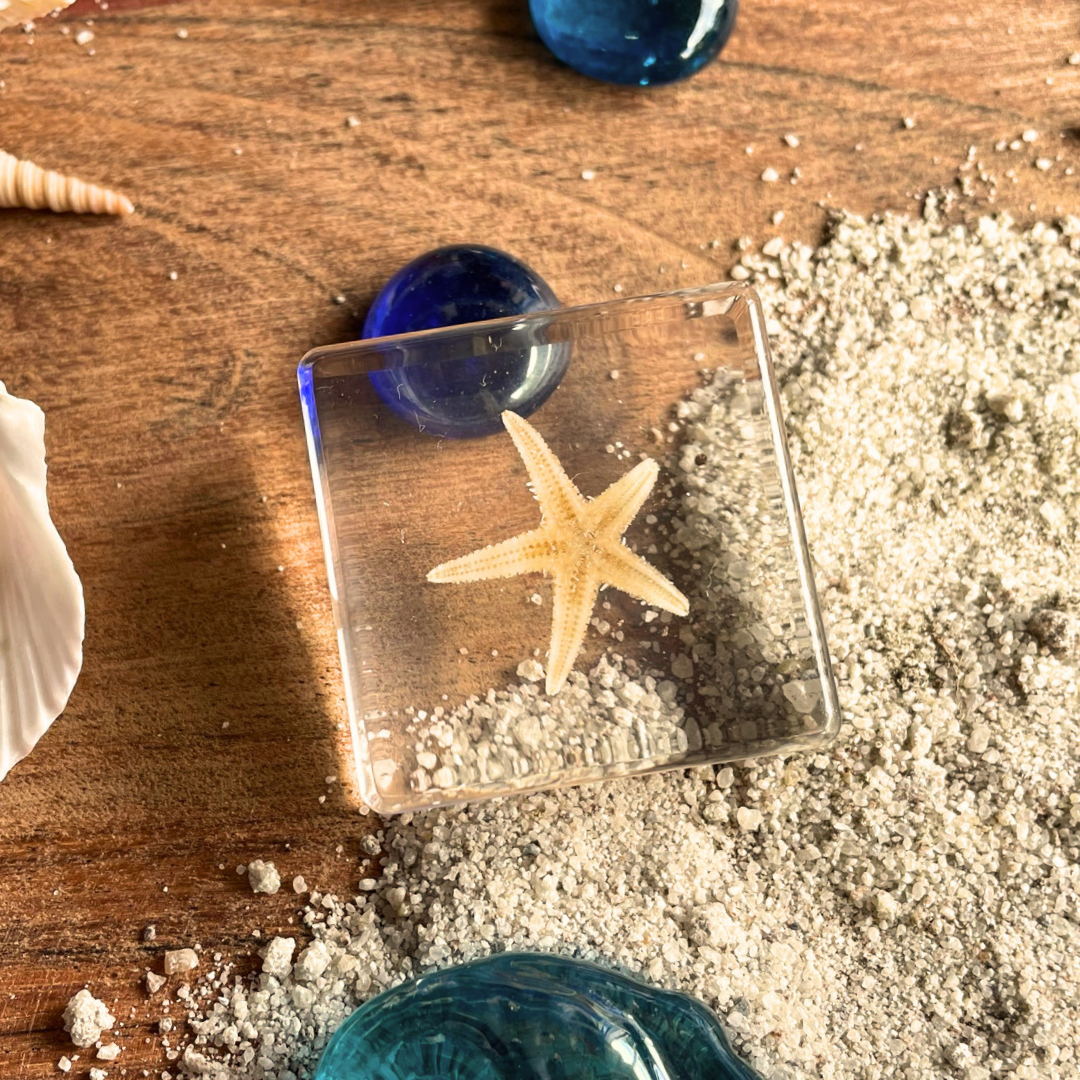 6 Aquatic Marine Life Sea Animals in Resin Epoxy Crab Starfish Seahorse Specimens