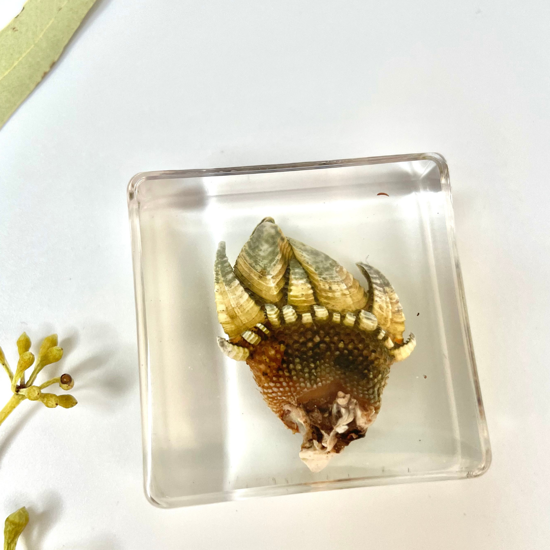 Marine Animal Crab Turtle Octopus Resin Epoxy Specimen Block - HAPPY GUMNUT