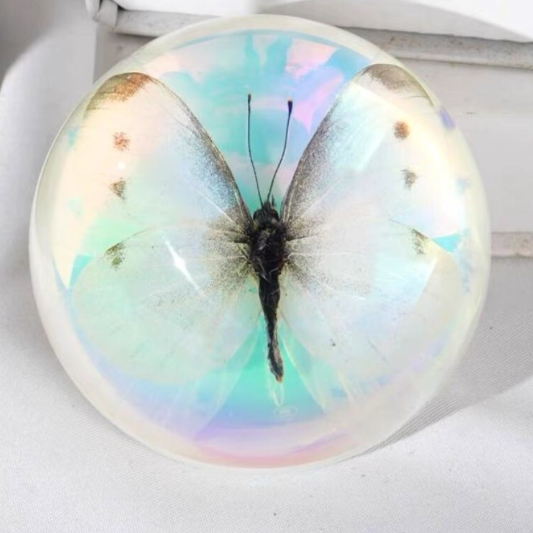 Butterfly Scorpion Spider Specimen Resin Hemisphere Domes Insects Bugs Circular Blocks Science Toy