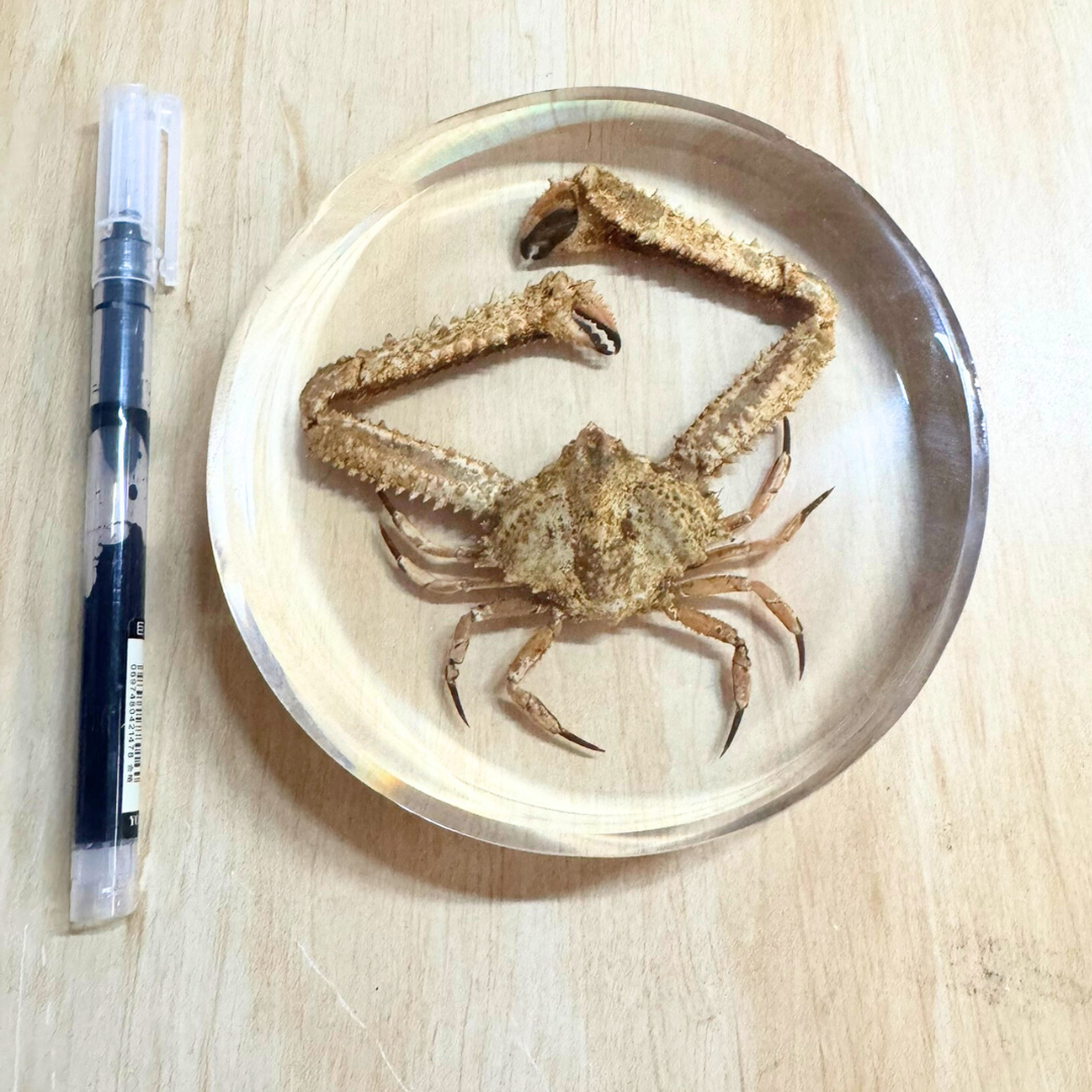 12cm Real Large King Crab Specimen embedded in Epoxy Resin Block