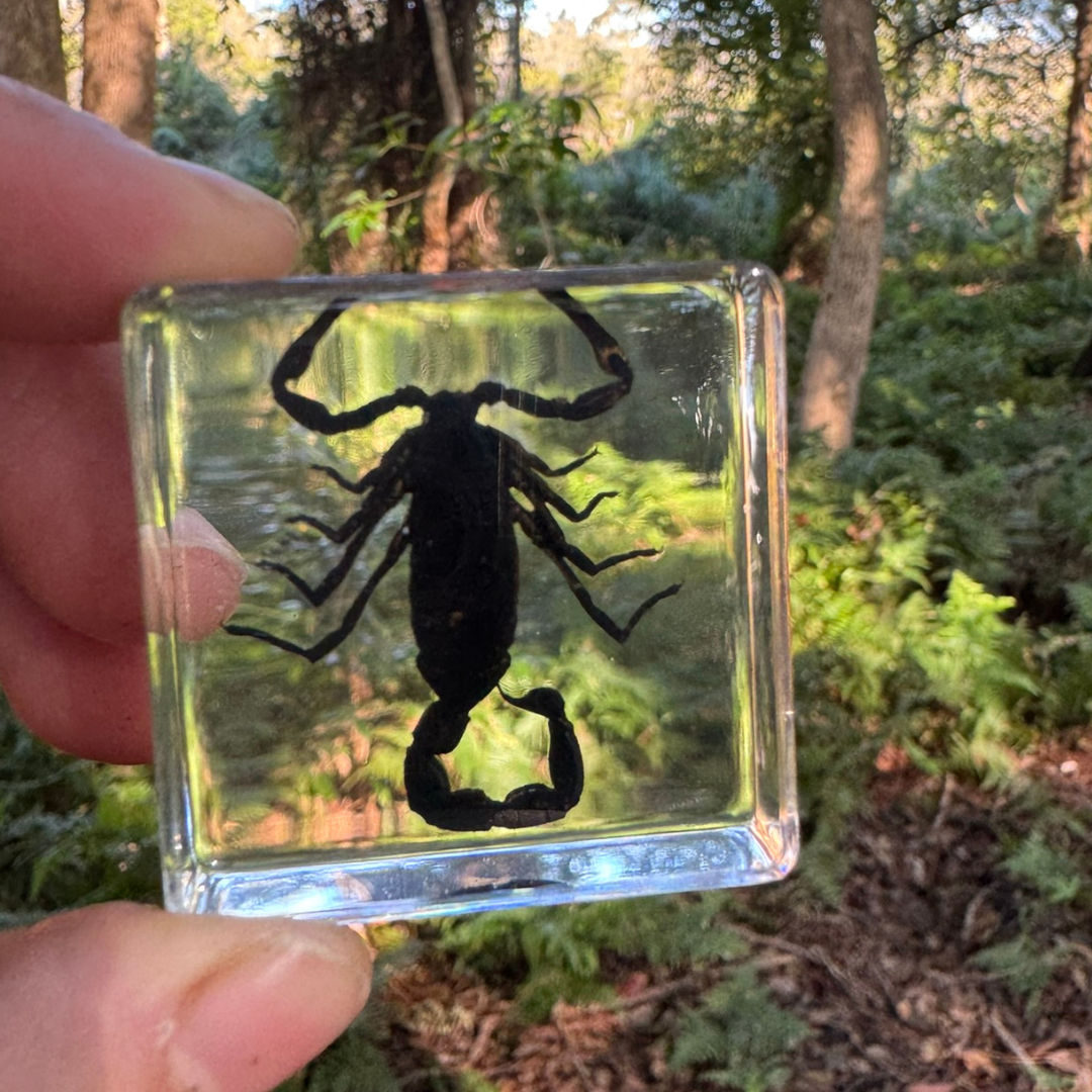 60 Real Animal Specimens in Resins Bundle with 5 display Boxes 60 Unique insect and animals Gift Pack - HAPPY GUMNUT