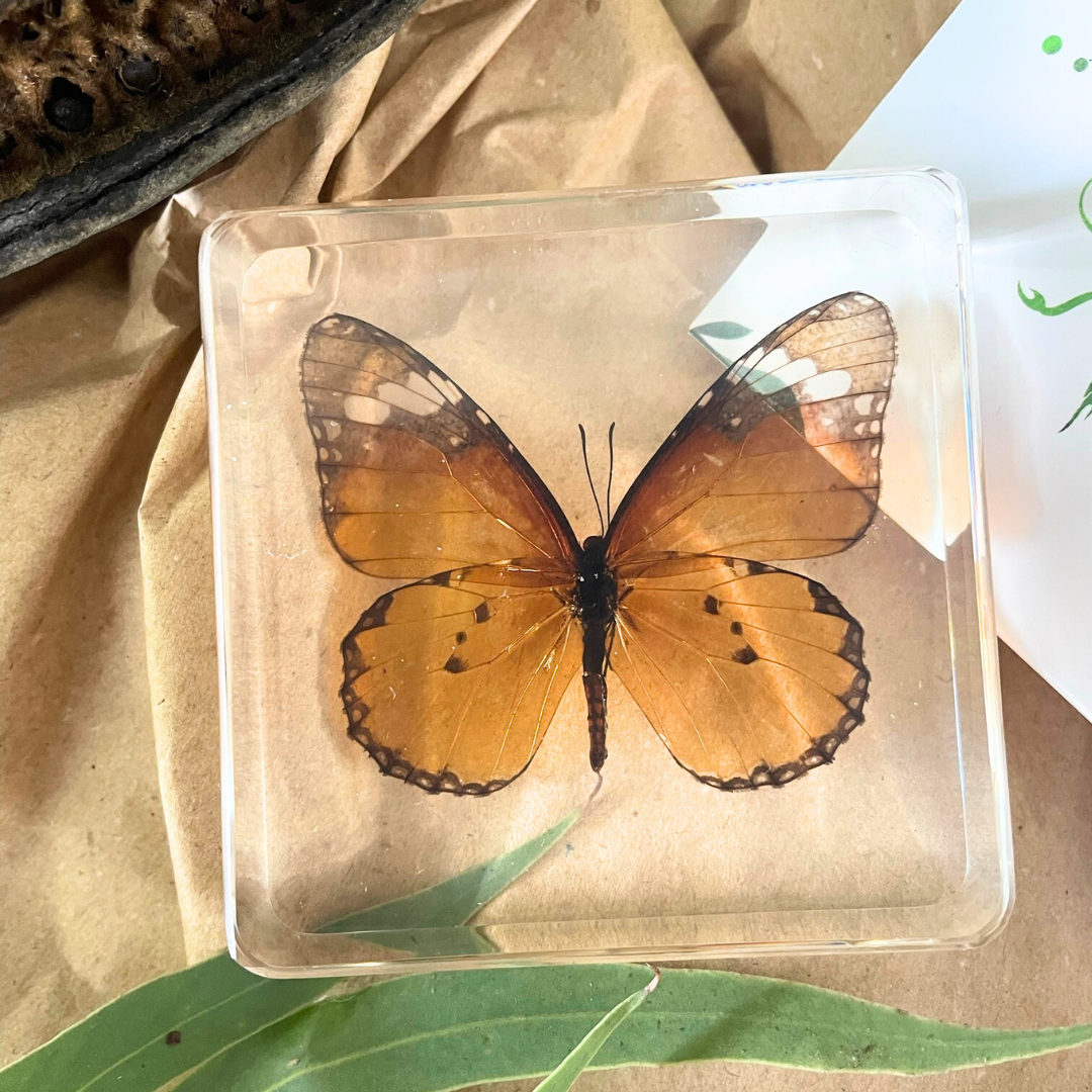 May Special 3 Butterfly Resin Bundle Polyura narcaeus blue bottle and monarch Butterfly