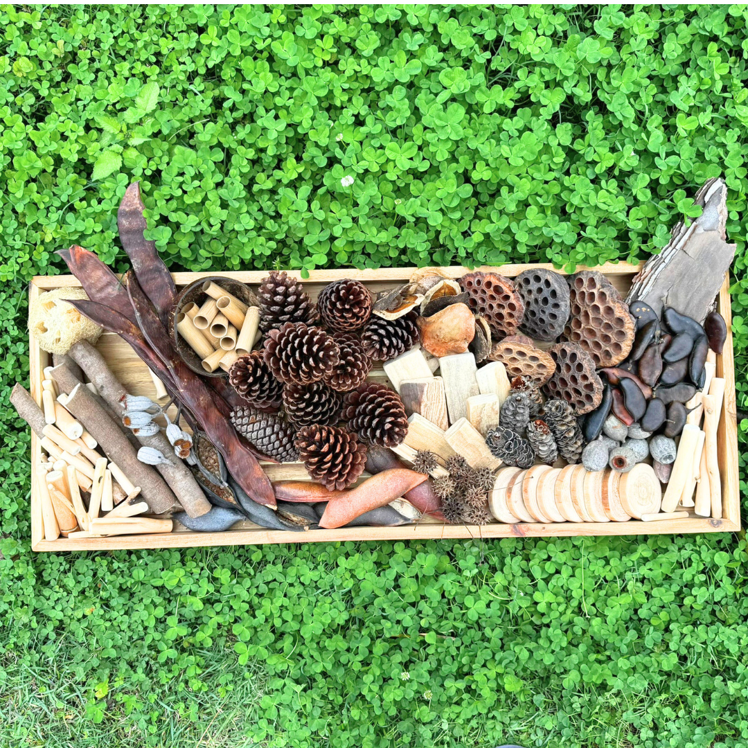 163 Pieces Classroom Nature Loose Part Bundle Native and Natural Seeds and Materials for Play