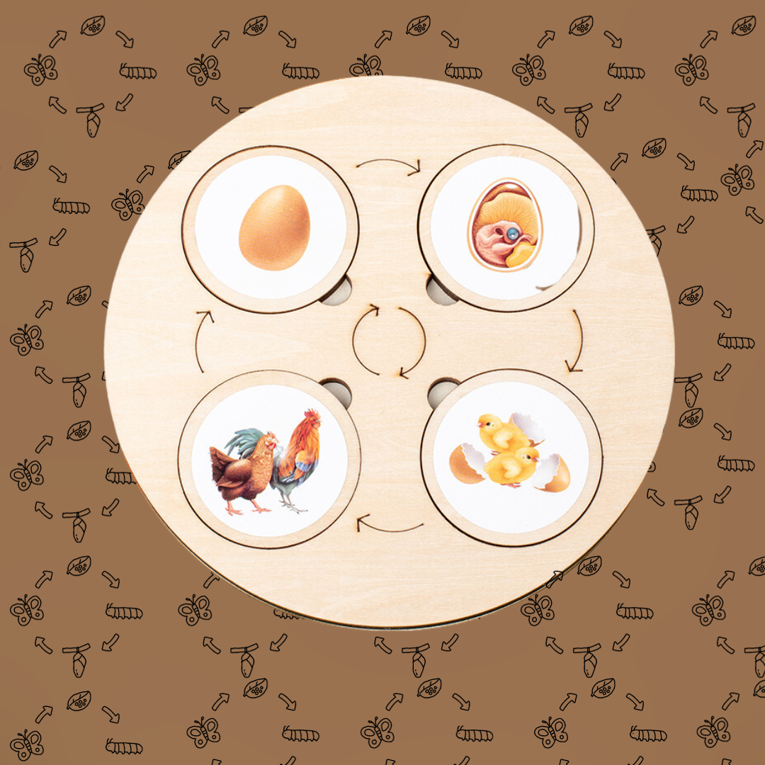 Montessori Toy Life Cycle Board 10 Animal, Chicken Turtle Butterfly Frog Life Cycle Learning Toy