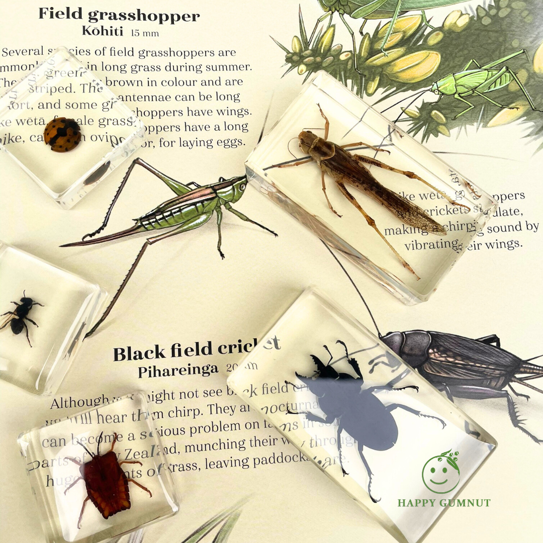 Insect in resin Set Kids Learning Bug Specimen Educational Bundle