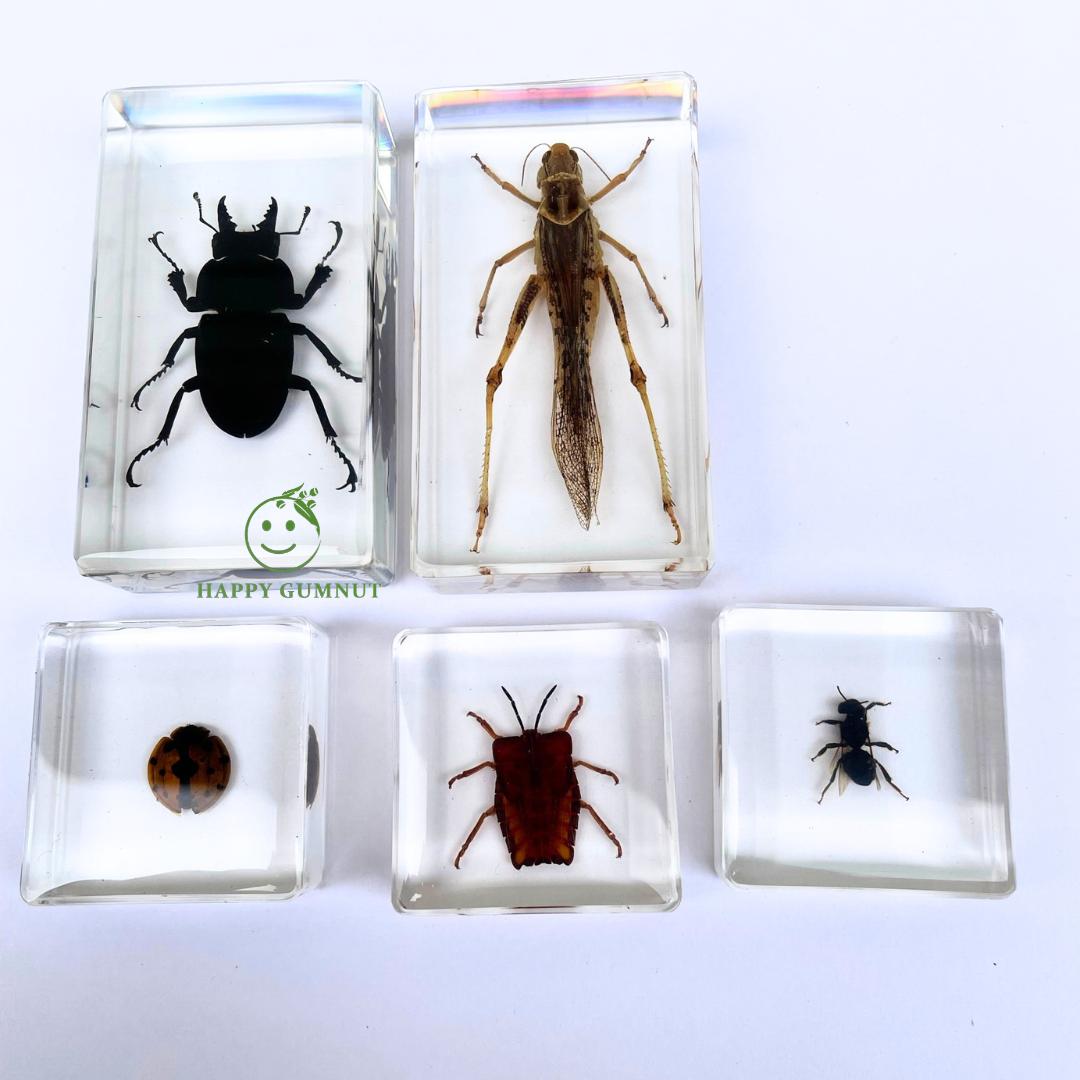 Insect in resin Set Kids Learning Bug Specimen Educational Bundle