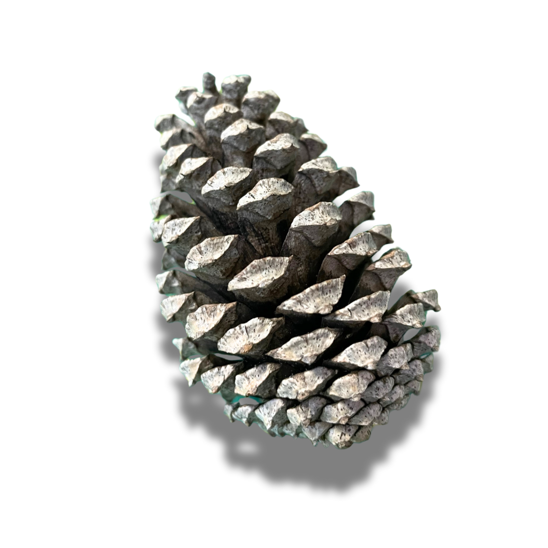 DIY Loose Parts Play Material, Egg, Tree, Rings, Bobbins, Peg Chips Coins, Peg Doll, Acorn, Ball, Egg, banksia, gumnut, seeds