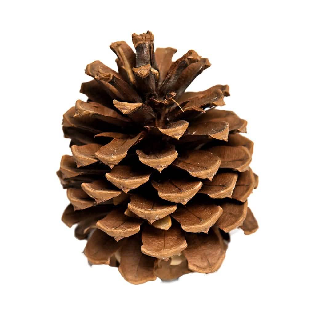 Australian Seed Pod Collection - Natural Loose Parts Montessori & Childcare Resource banksia, gumnut, seeds, Pine corns for Loose part Play - HAPPY GUMNUT