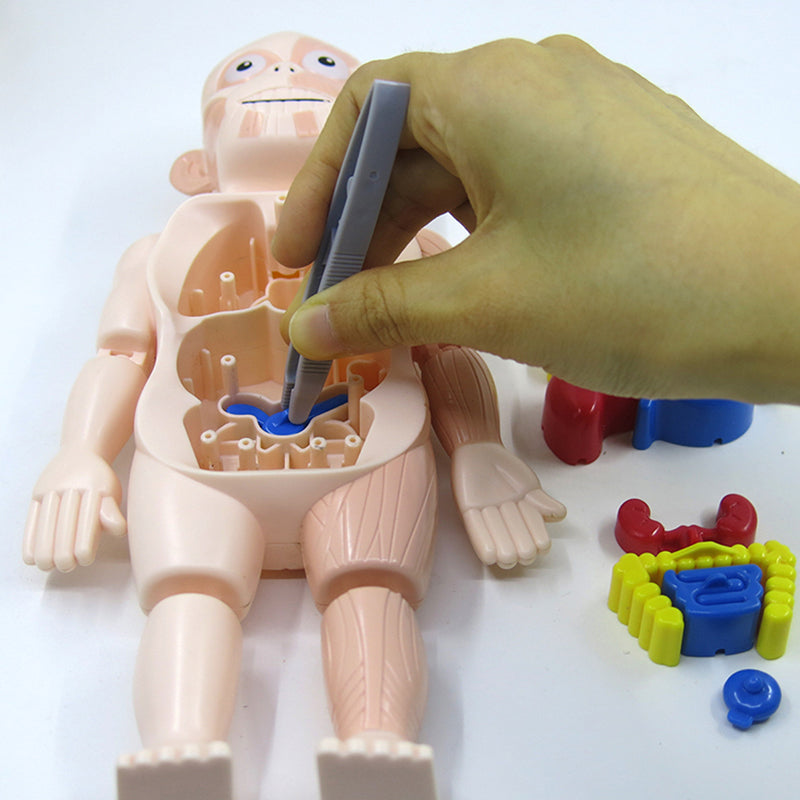 Small Human Organs Model - HAPPY GUMNUT