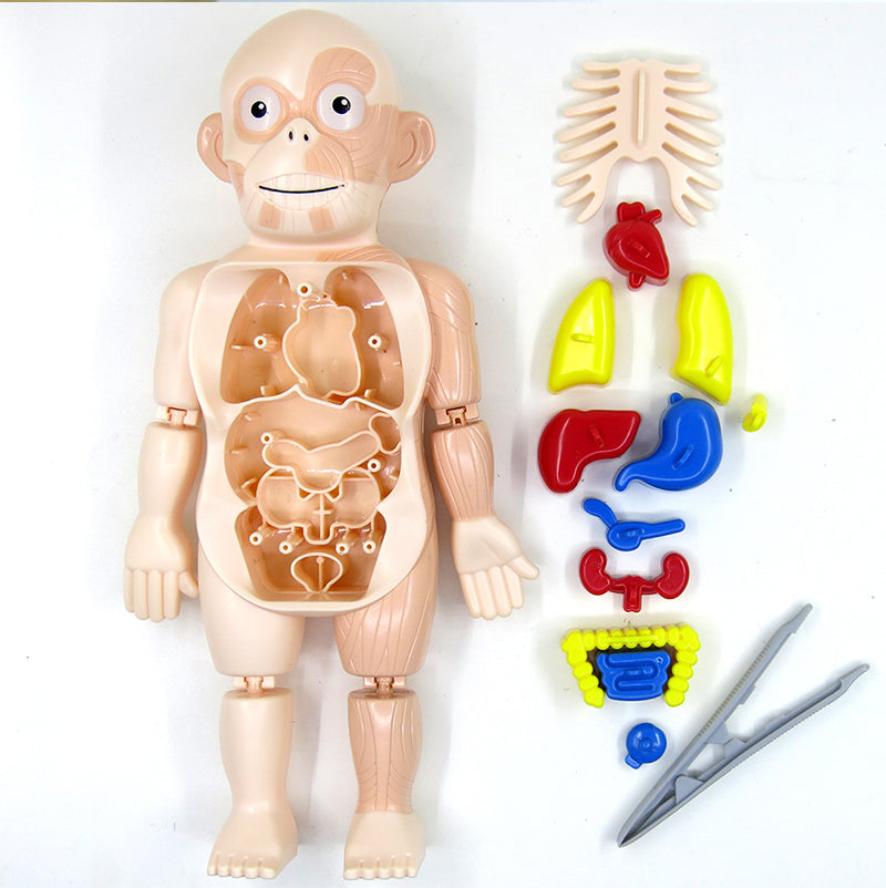 Small Human Organs Model - HAPPY GUMNUT