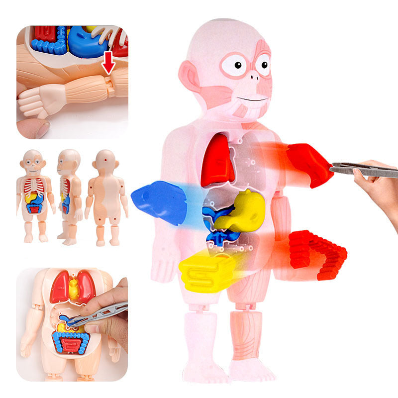 Small Human Organs Model - HAPPY GUMNUT