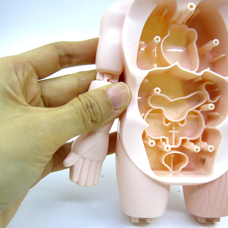 Small Human Organs Model - HAPPY GUMNUT