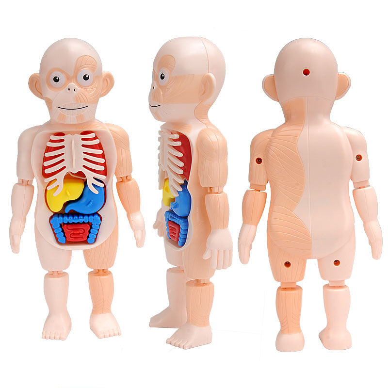 Small Human Organs Model - HAPPY GUMNUT