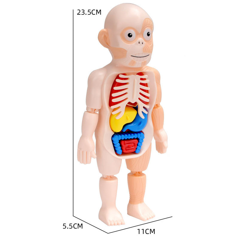 Small Human Organs Model - HAPPY GUMNUT
