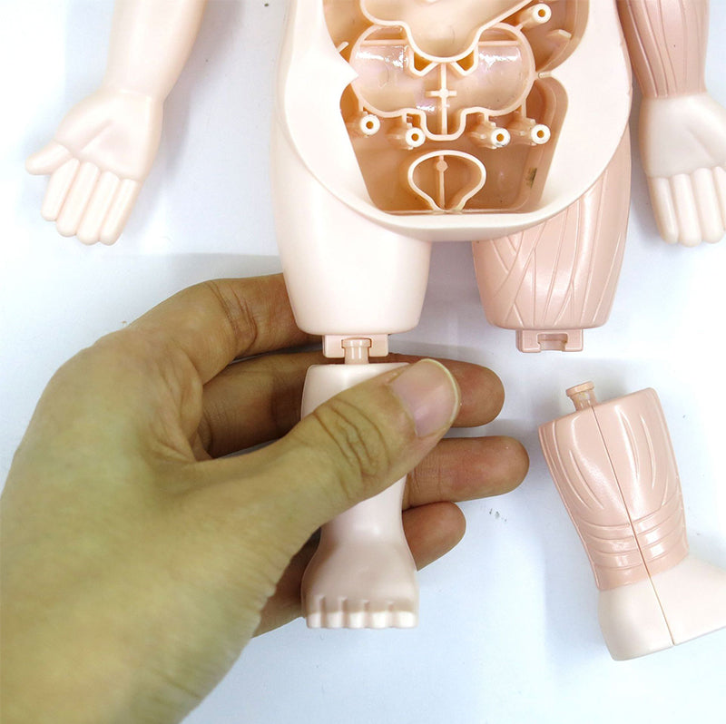 Small Human Organs Model - HAPPY GUMNUT