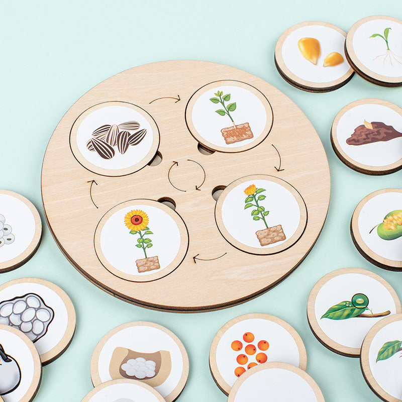 Montessori Life Cycle Activity Board - HAPPY GUMNUT