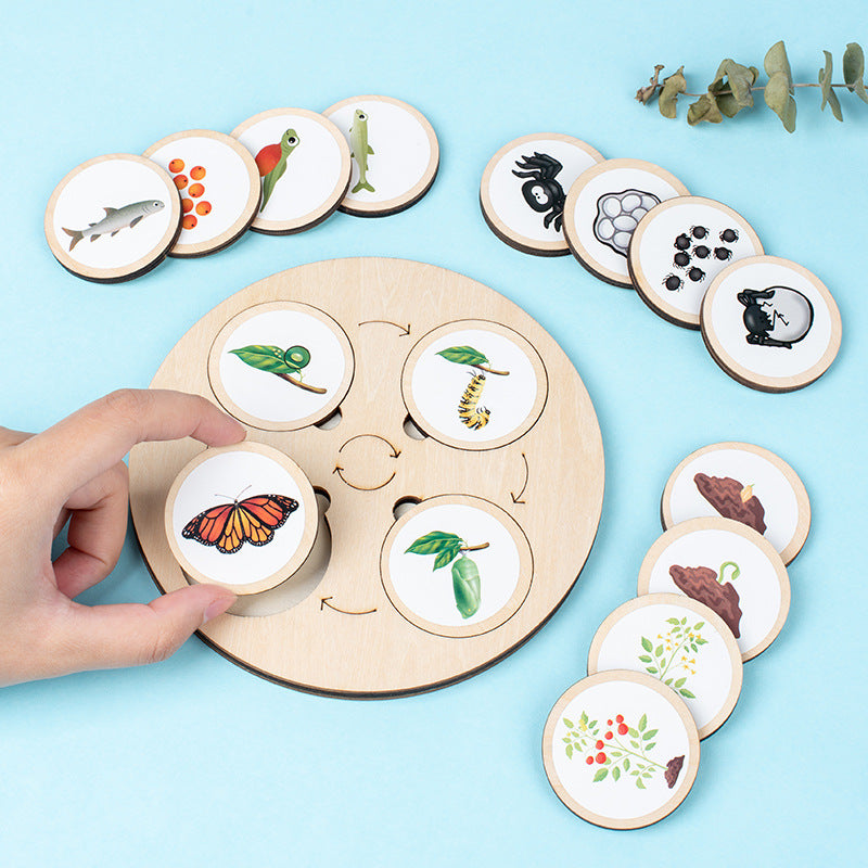 Montessori Life Cycle Activity Board - HAPPY GUMNUT