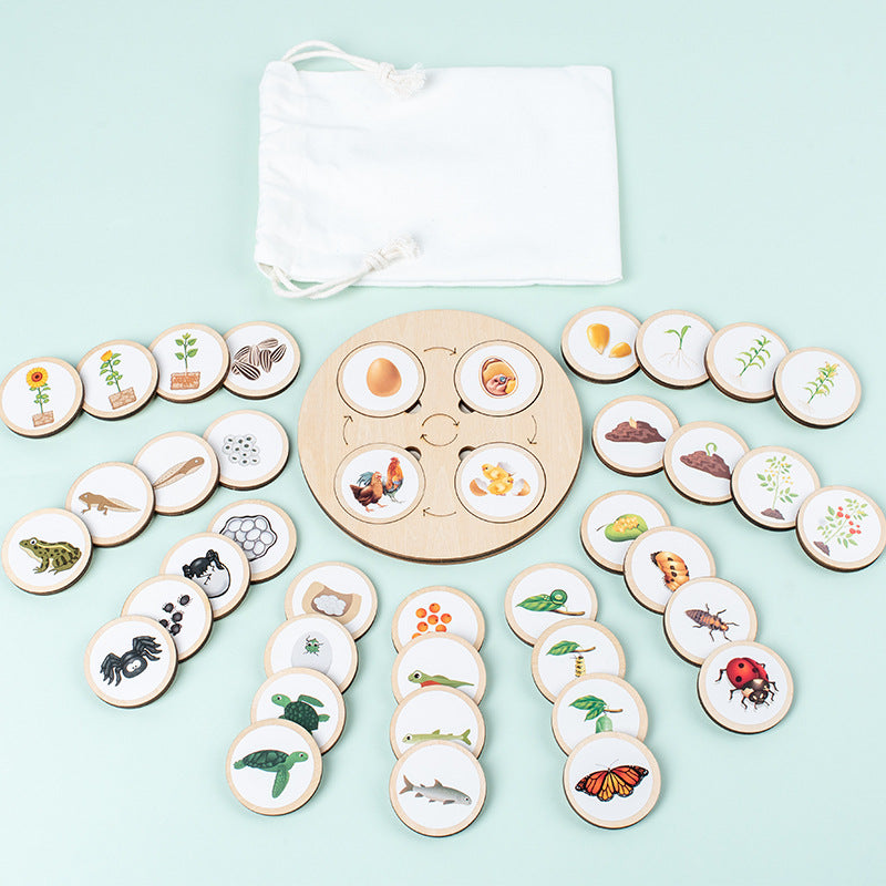 Montessori Life Cycle Activity Board - HAPPY GUMNUT