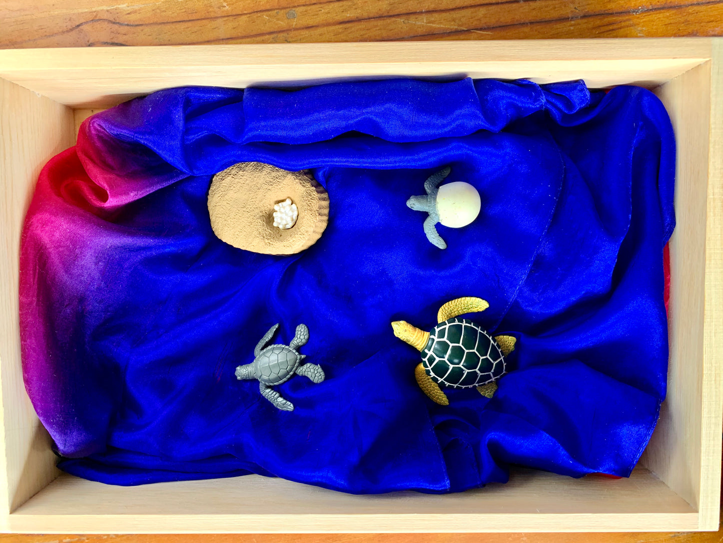 Animal Life Cycle Turtle - HAPPY GUMNUT
