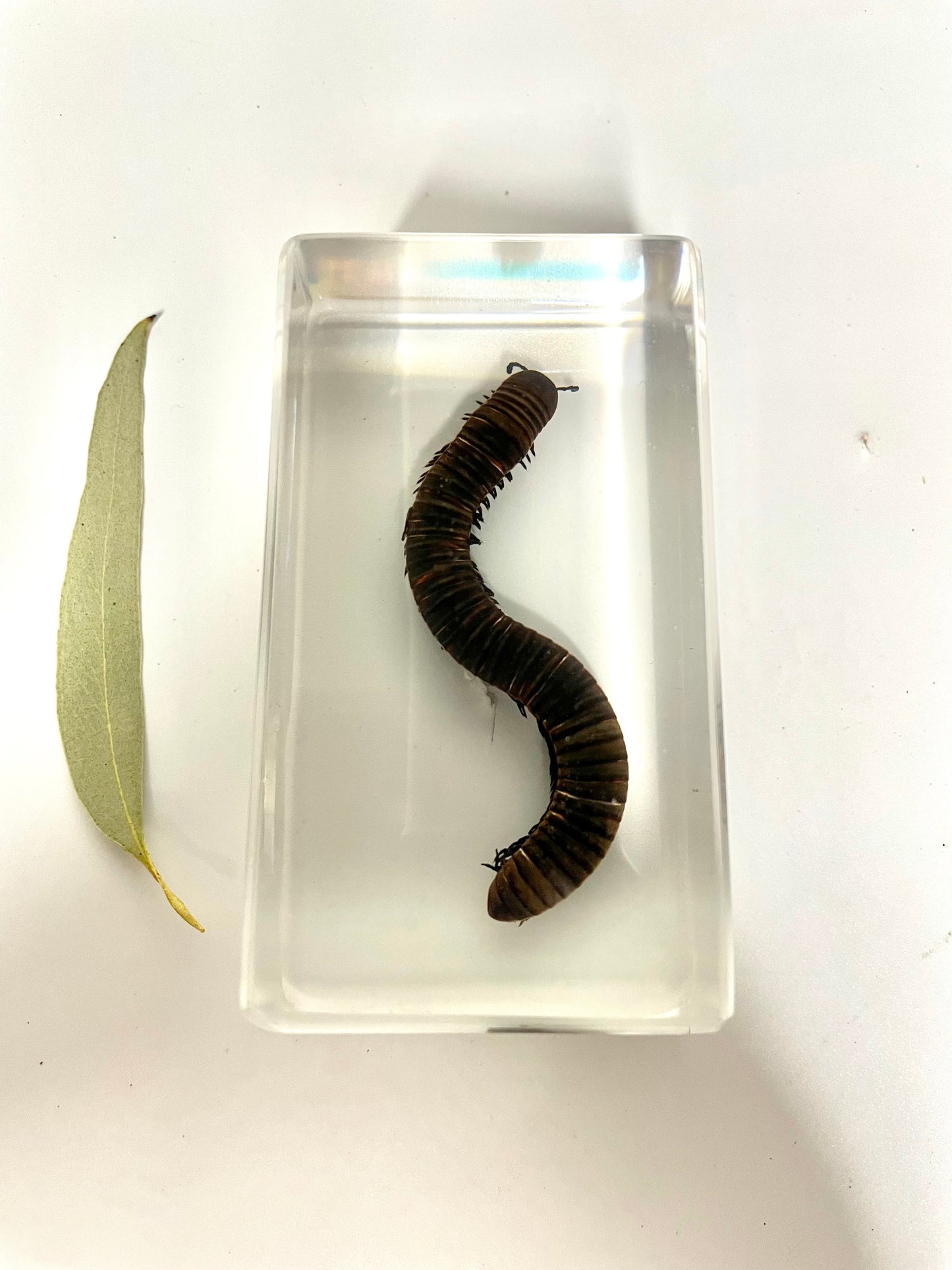 Large Resin Animals Insect Specimens For Children Real Animals! Montessori Kids Educational Materials - HAPPY GUMNUT