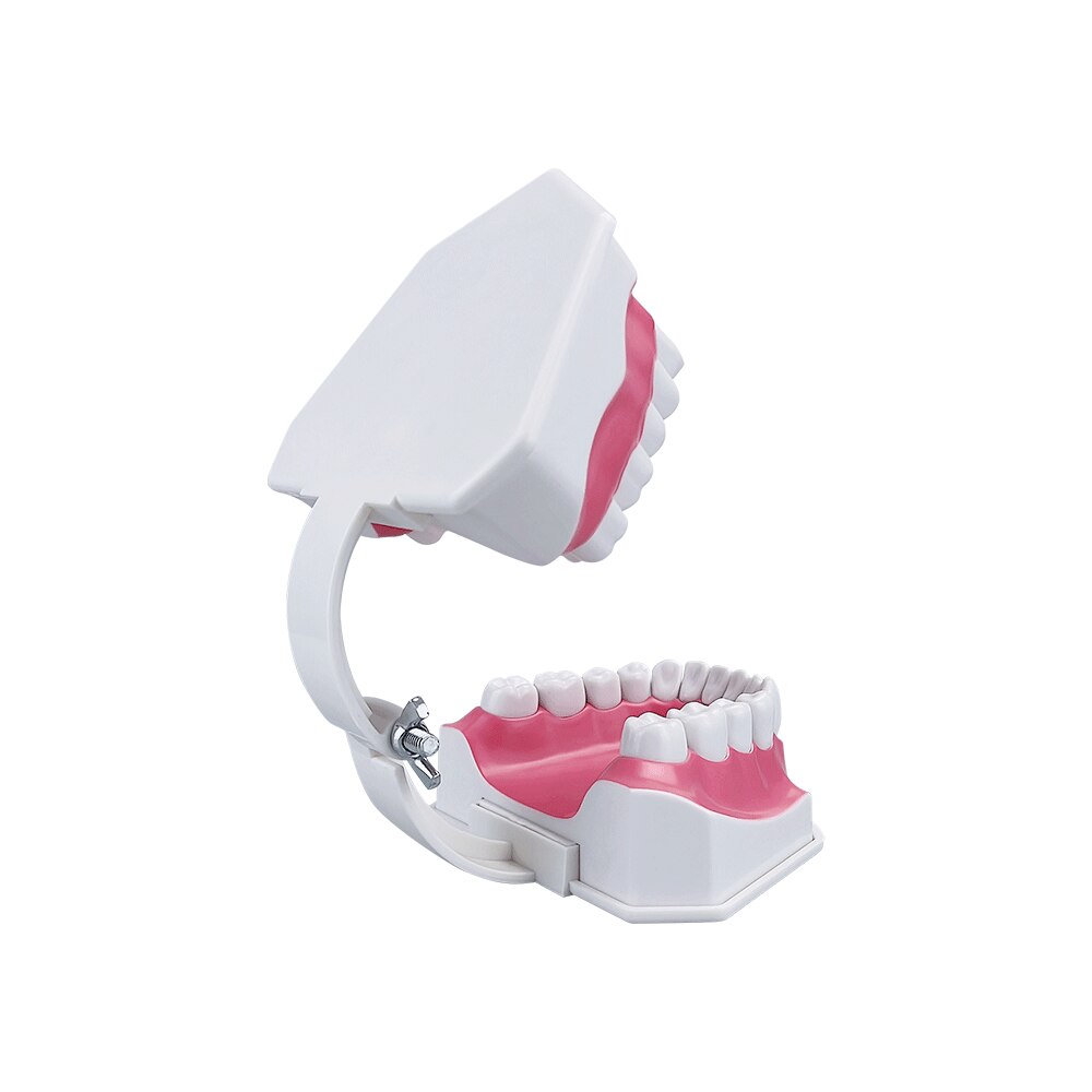 Extra Large Montessori Teeth Brushing Educational Toy - HAPPY GUMNUT