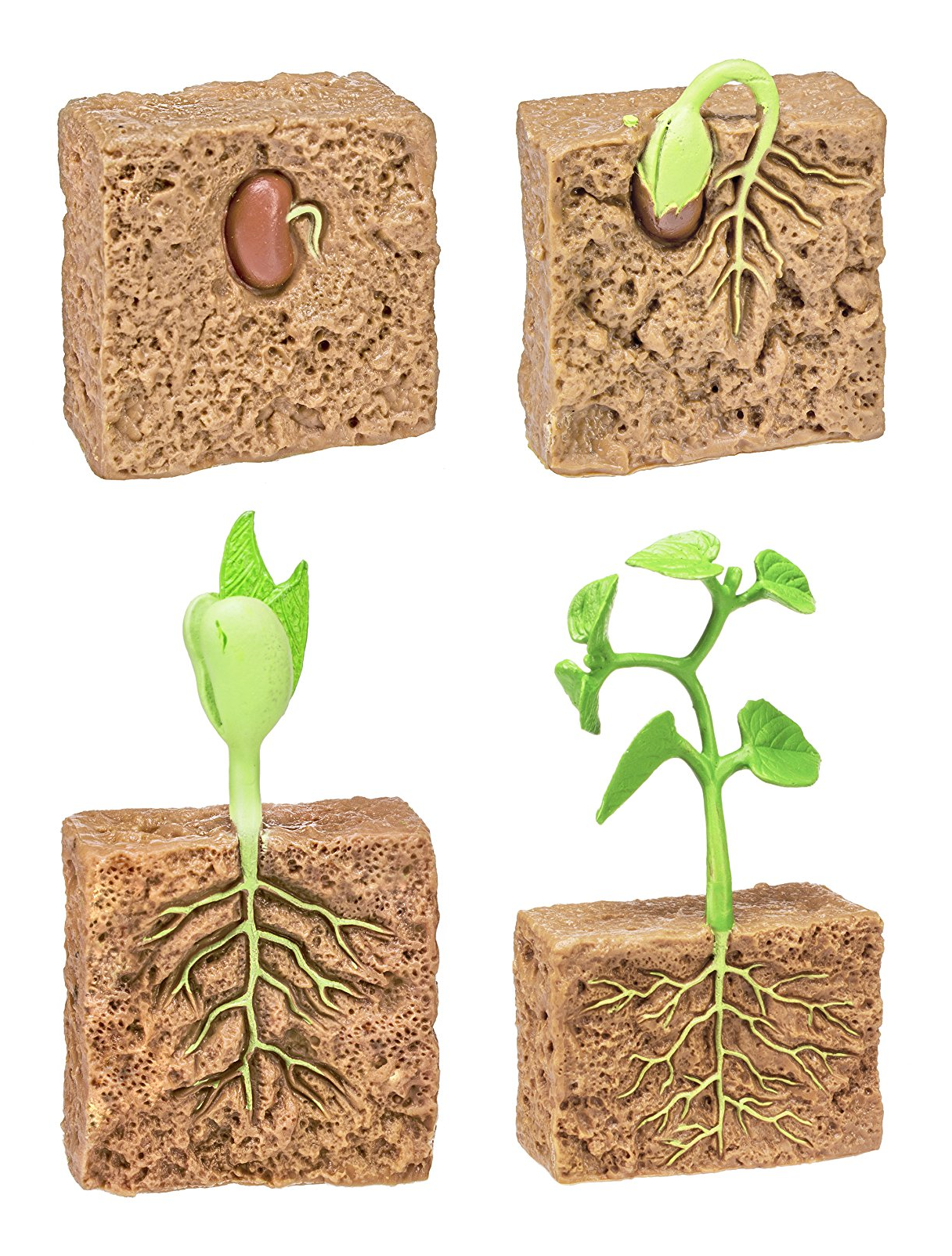 Plant Life Cycle PVC Toy - HAPPY GUMNUT