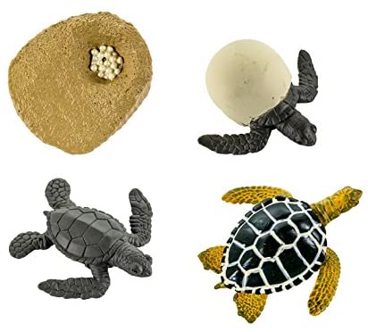 Animal Life Cycle Turtle - HAPPY GUMNUT