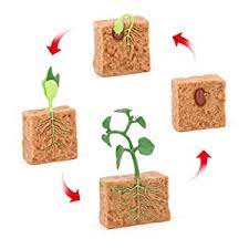 Plant Life Cycle PVC Toy - HAPPY GUMNUT