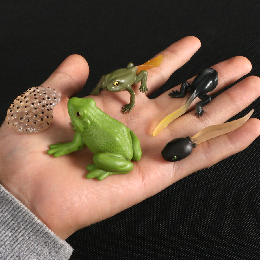 Animal Life Cycle FROG - HAPPY GUMNUT