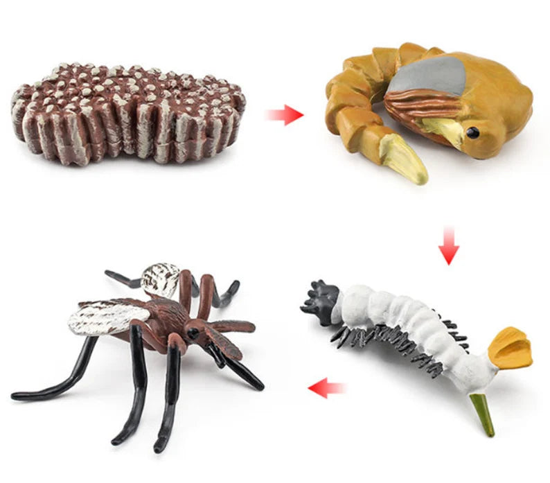 Animal Life Cycle Mosquito - HAPPY GUMNUT