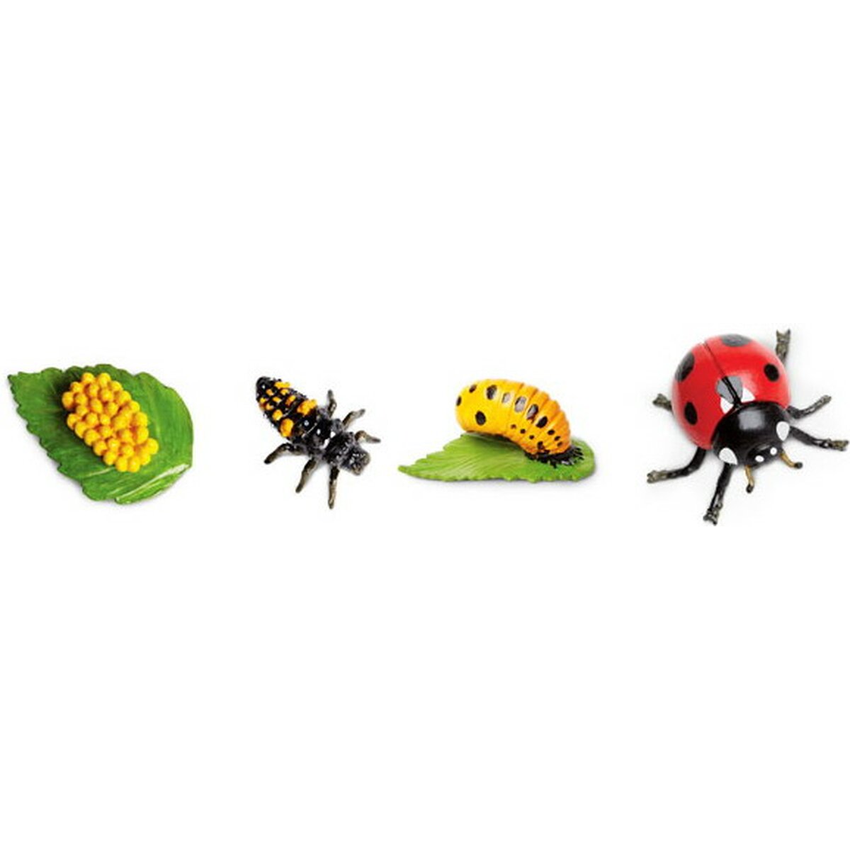 Animal Life Cycle LADYBUG - HAPPY GUMNUT