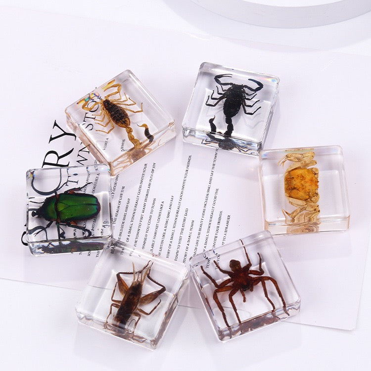 Animals Specimens Resin Blocks Bugs Butterfly Insect Fish Crab Specimens Toy - HAPPY GUMNUT