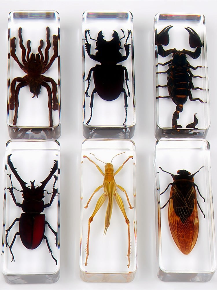 Jumbo Insect Animal Spider Scorpion Tarantula Beetle Butterfly Turtle ...