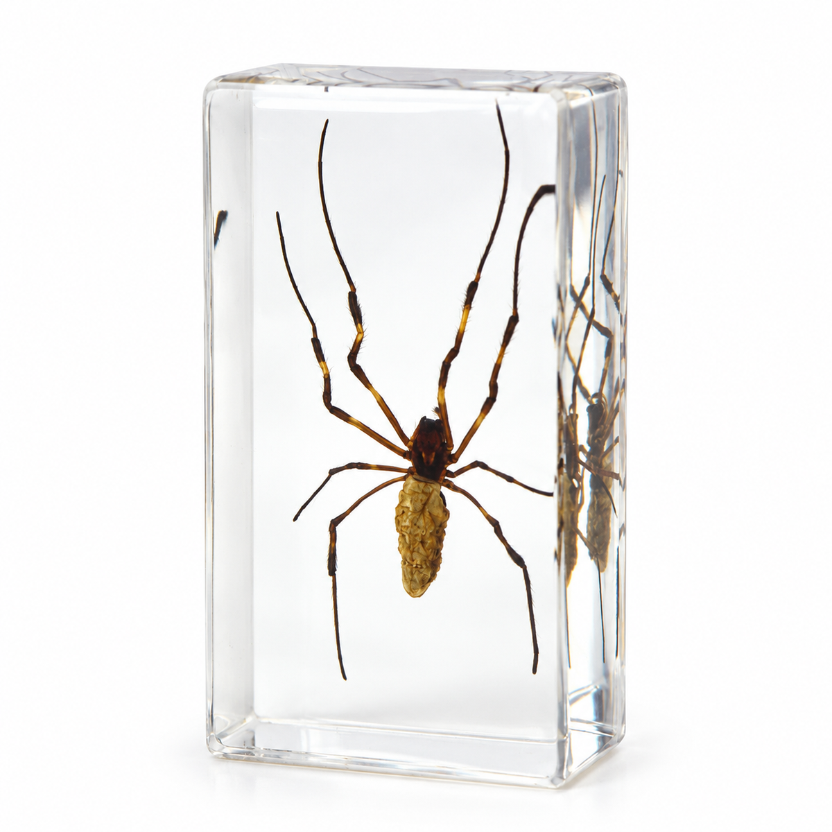 Large Real Crawling Insects Specimen in Clear Resin Blocks / Children Educational Toy Learning  Spider Scorpion  Beetle - HAPPY GUMNUT