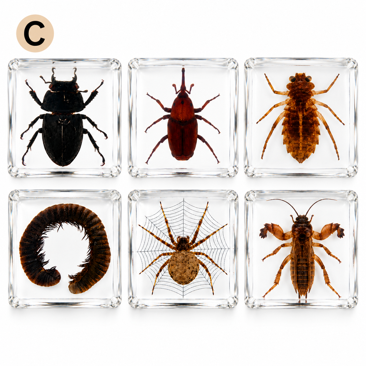 6 Real Specimen Set Children Exploring Science Learning Animals Gift Toy Set