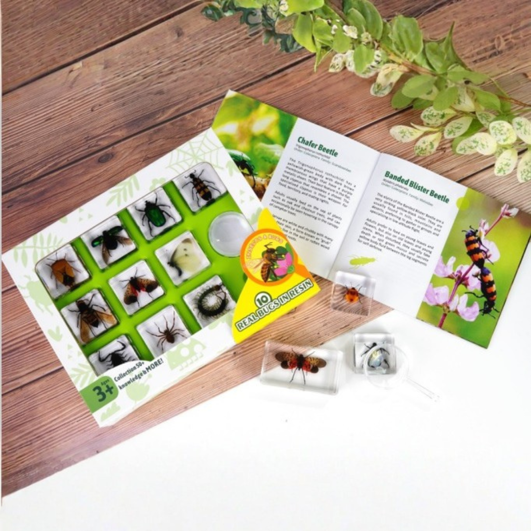 Insect Resin Epoxy Specimens 10 Bugs Spiders Scorpion Beetles Gift pack - HAPPY GUMNUT