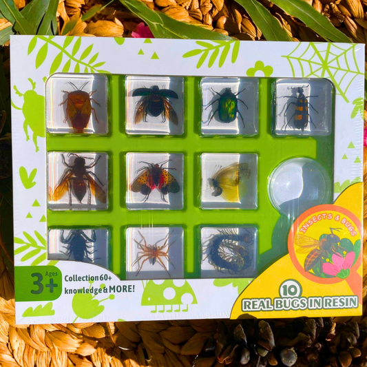 Insect Resin Epoxy Specimens 10 Bugs Spiders Scorpion Beetles Gift pack - HAPPY GUMNUT
