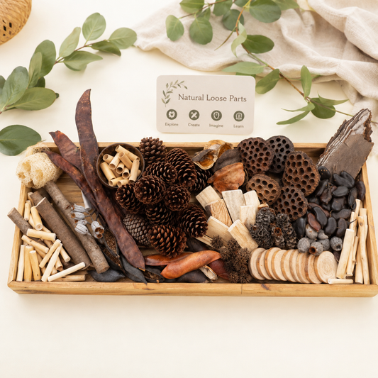 163 Pieces Classroom Nature Loose Part Bundle Native and Natural Seeds and Materials for Play - HAPPY GUMNUT