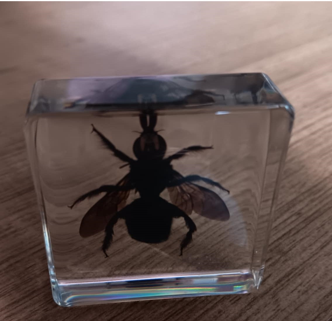 Animals Specimens Resin Epoxy Blocks Bugs Butterfly Insect Fish Crab Specimens Toy