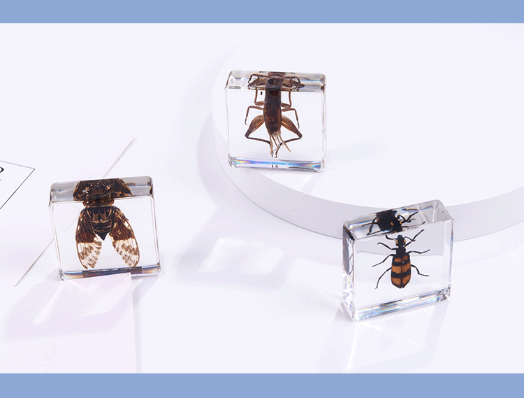 Animals Specimens Resin Blocks Bugs Butterfly Insect Fish Crab Specimens Toy - HAPPY GUMNUT