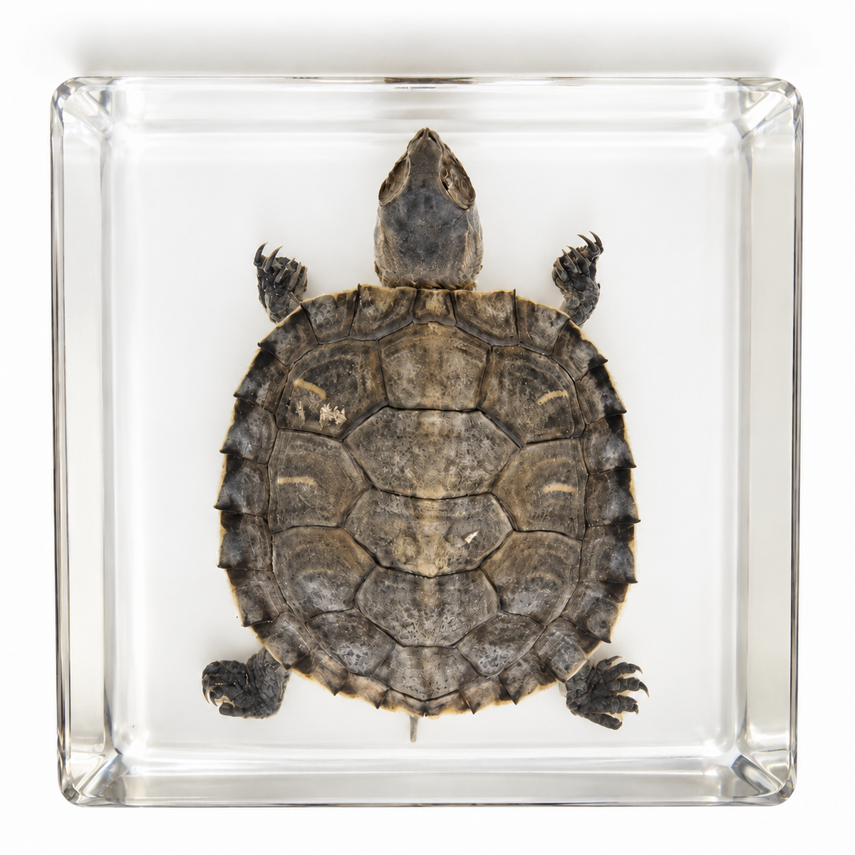 Real Turtle Specimen in Resin Block Kids Science Educational Material Toy Gift Epoxy STEM - HAPPY GUMNUT