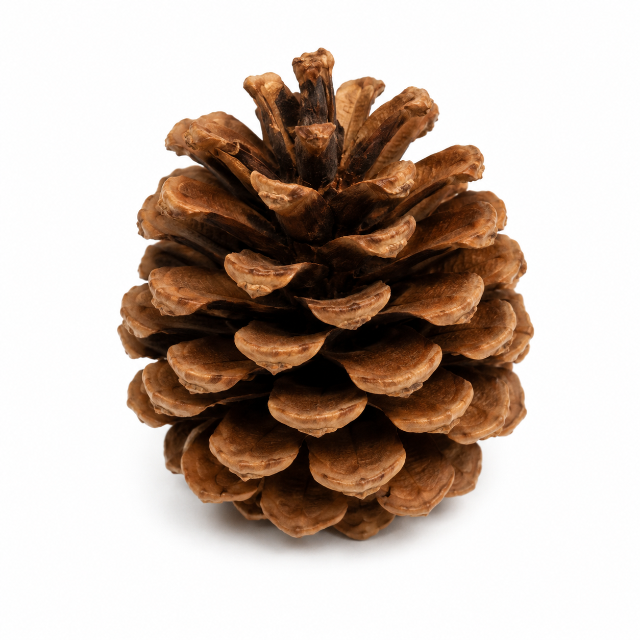 DIY Loose Parts Play Material,  Egg, Tree, Rings, Bobbins, Peg Chips Coins, Peg Doll, Acorn, Ball, Egg, banksia, gumnut, seeds - HAPPY GUMNUT