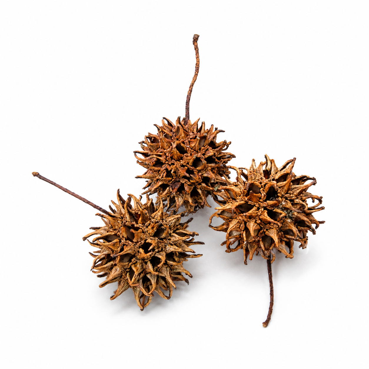Australian Seed Pod Collection - Natural Loose Parts Montessori & Childcare Resource banksia, gumnut, seeds, Pine corns for Loose part Play - HAPPY GUMNUT